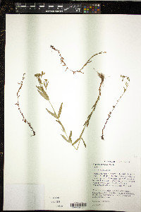 Hypericum canadense image