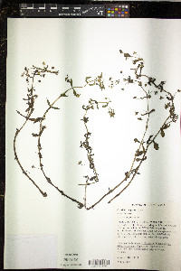 Gratiola neglecta image