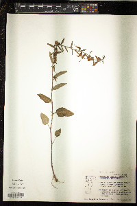 Campanula rapunculoides image