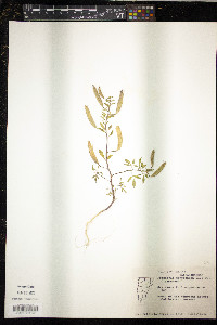 Polanisia dodecandra image