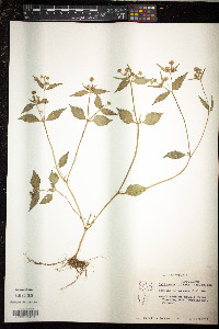 Galinsoga quadriradiata image
