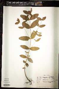 Hypericum virginicum image