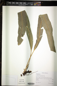 Campyloneurum xalapense image