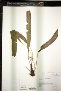 Elaphoglossum pringlei image