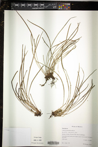 Vittaria graminifolia image