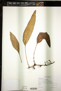 Elaphoglossum seminudum image