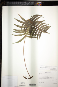 Serpocaulon falcaria image