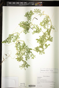 Selaginella silvestris image