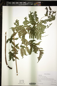 Diplazium franconis image