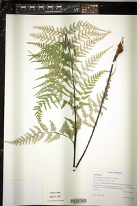 Pityrogramma calomelanos image