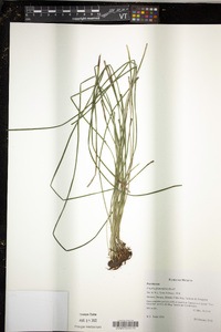 Vittaria graminifolia image