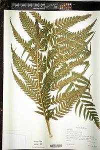 Diplazium lonchophyllum image