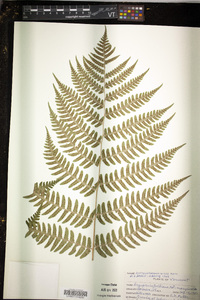 Dryopteris goldieana image
