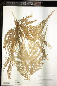 Selaginella tamariscina image