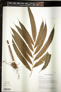 Media resource of Metaxya elongata