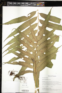 Meniscium falcatum image