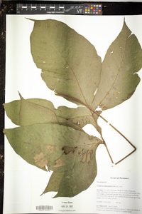 Tectaria antioquiana image