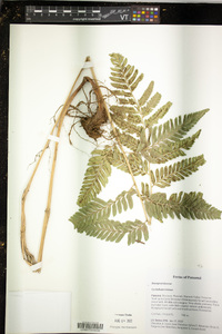 Cyclodium trianae image