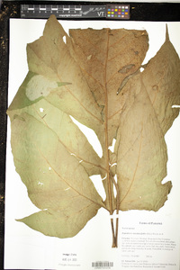 Hypoderris nicotianifolia image