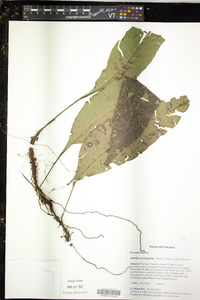 Mickelia nicotianifolia image