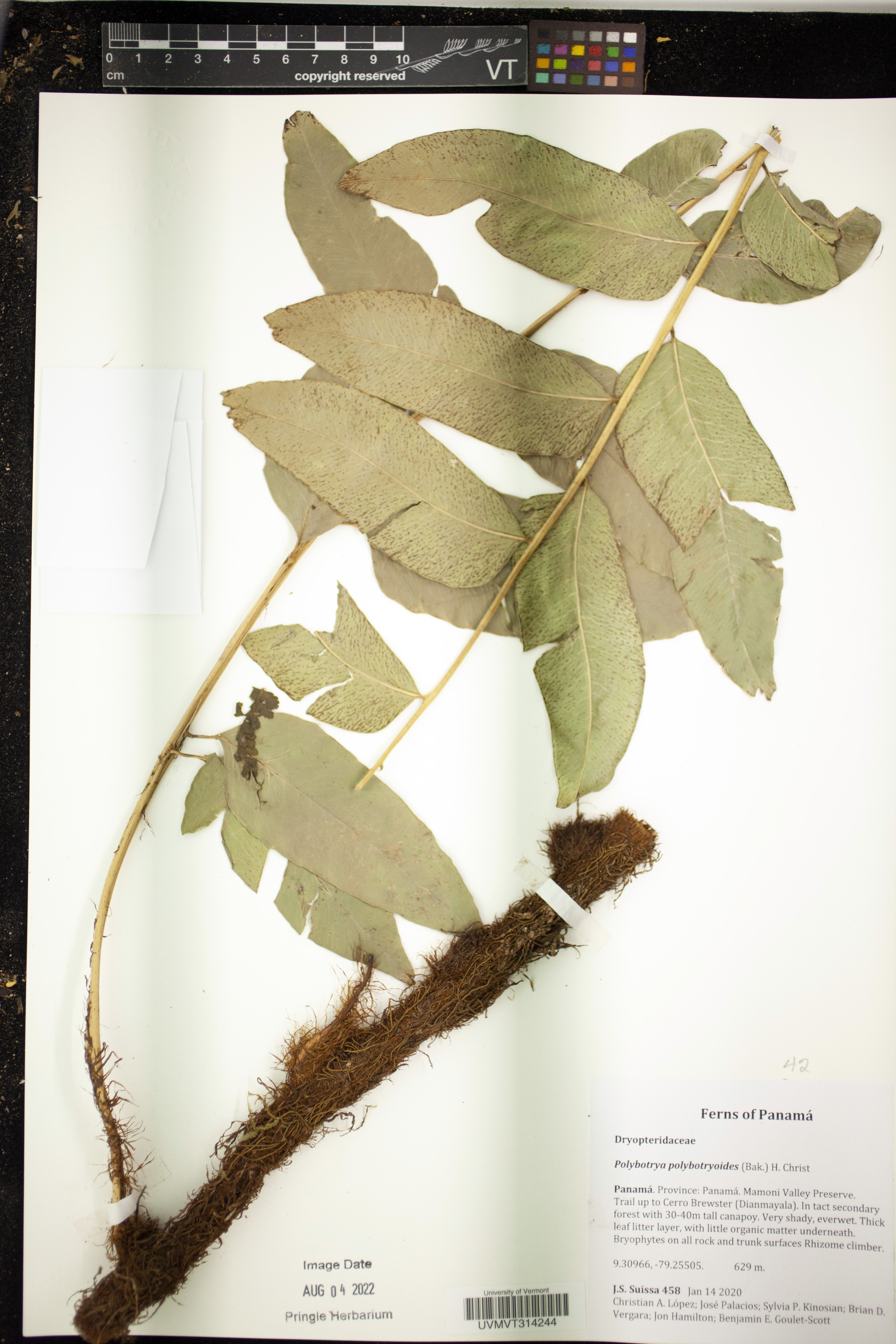 Polybotrya polybotryoides image