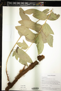 Polybotrya polybotryoides image