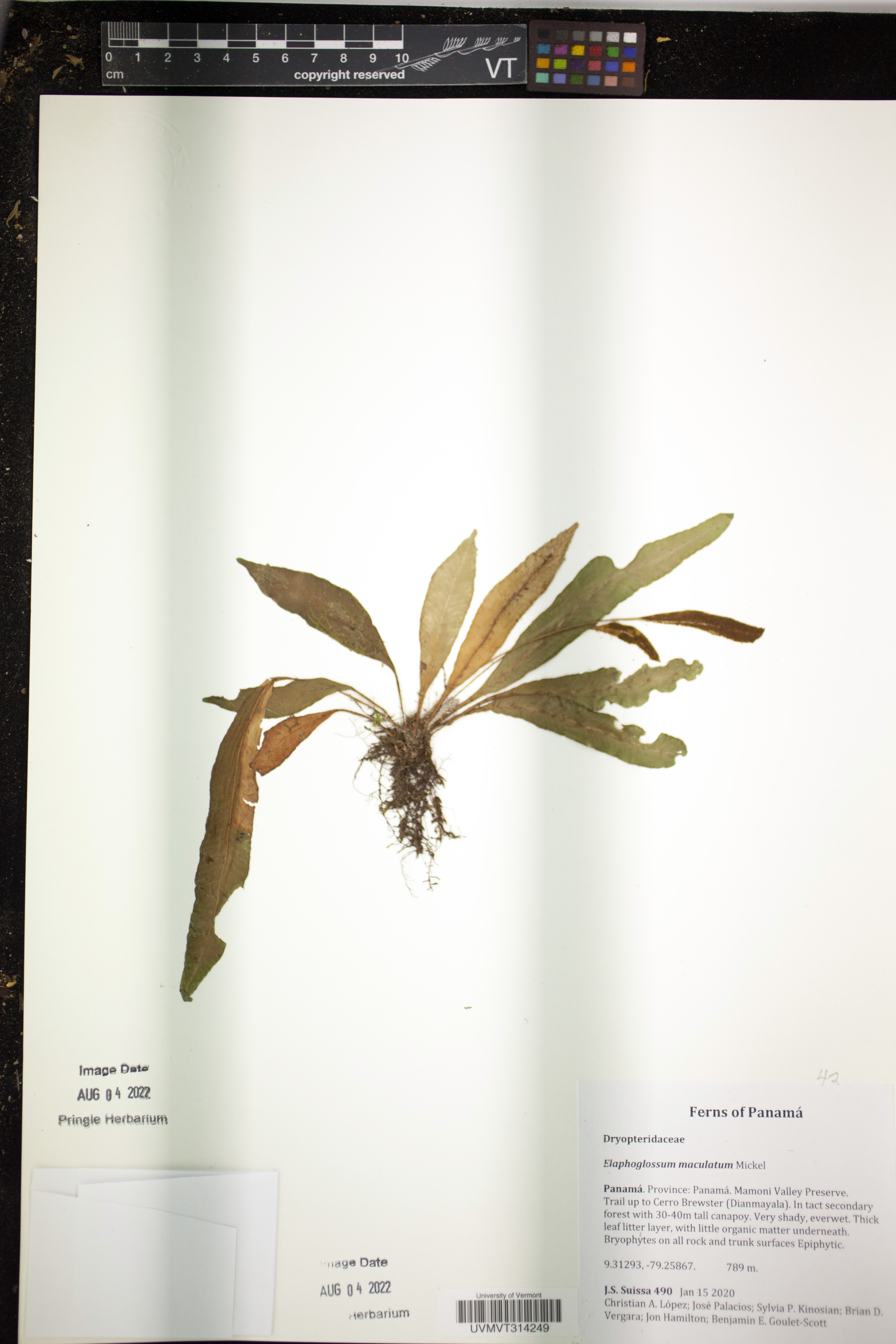 Elaphoglossum maculatum image