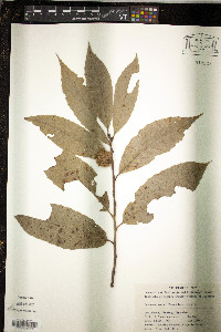 Castanea henryi image