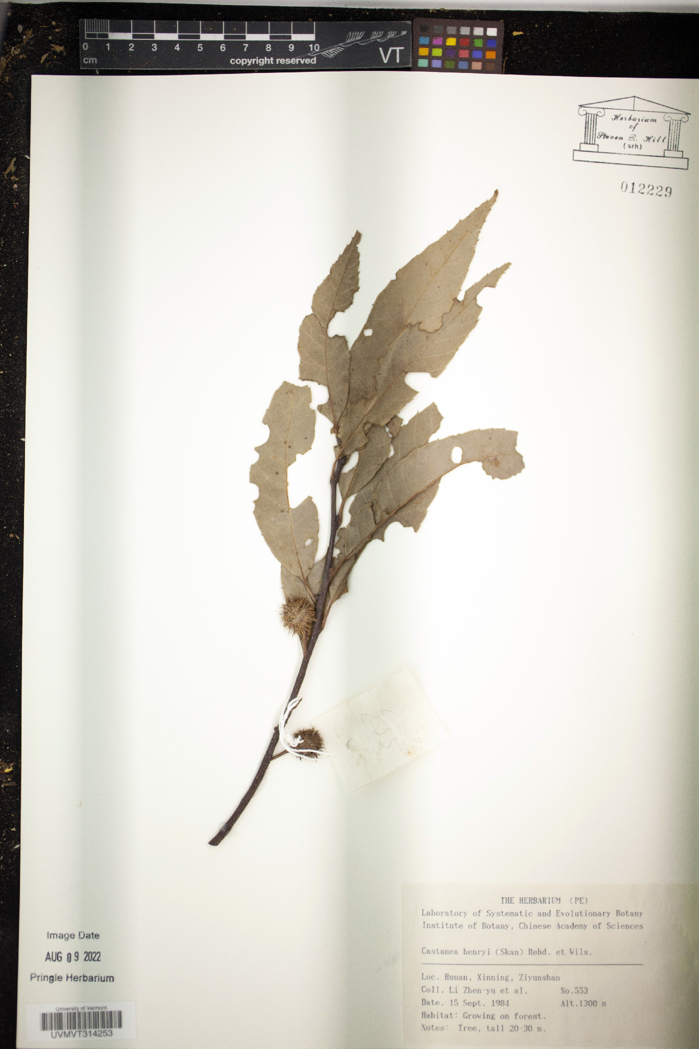 Castanea henryi image
