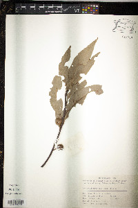 Castanea henryi image