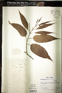 Castanea henryi image