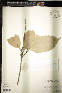 Castanopsis sclerophylla image