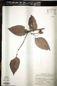 Fagus sinensis image