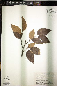 Fagus lucida image