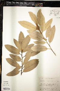 Lithocarpus densiflora image