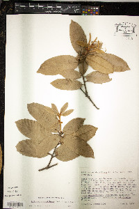 Lithocarpus densiflora image