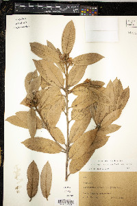 Lithocarpus densiflora image