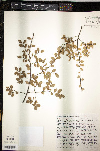 Nothofagus solandri image