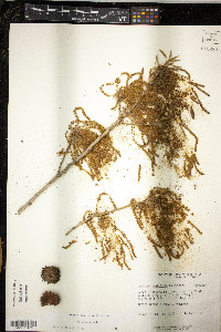 Quercus acutissima image