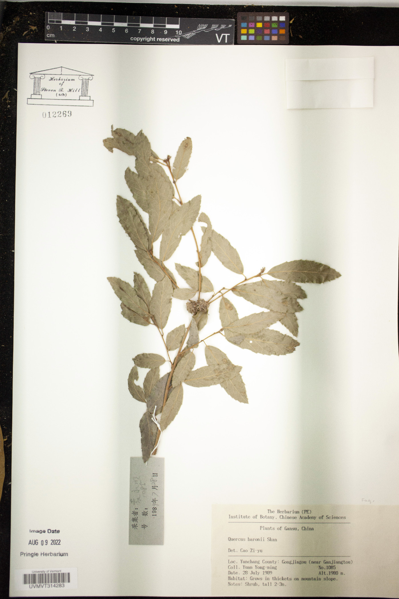 Quercus baronii image