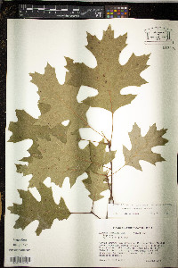 Quercus coccinea image