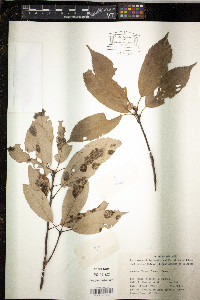 Quercus glauca image