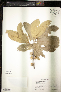 Quercus imbricaria image