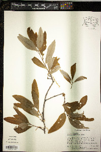 Quercus imbricaria image