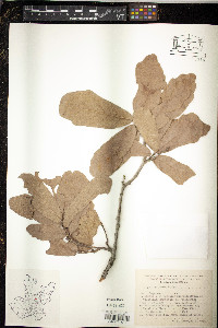 Quercus laeta image