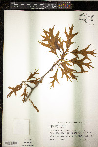 Quercus laevis image