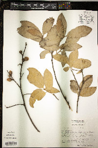 Quercus laurina image