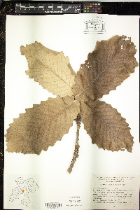 Quercus magnoliifolia image