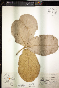 Quercus obtusata image