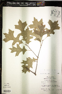 Quercus palustris image